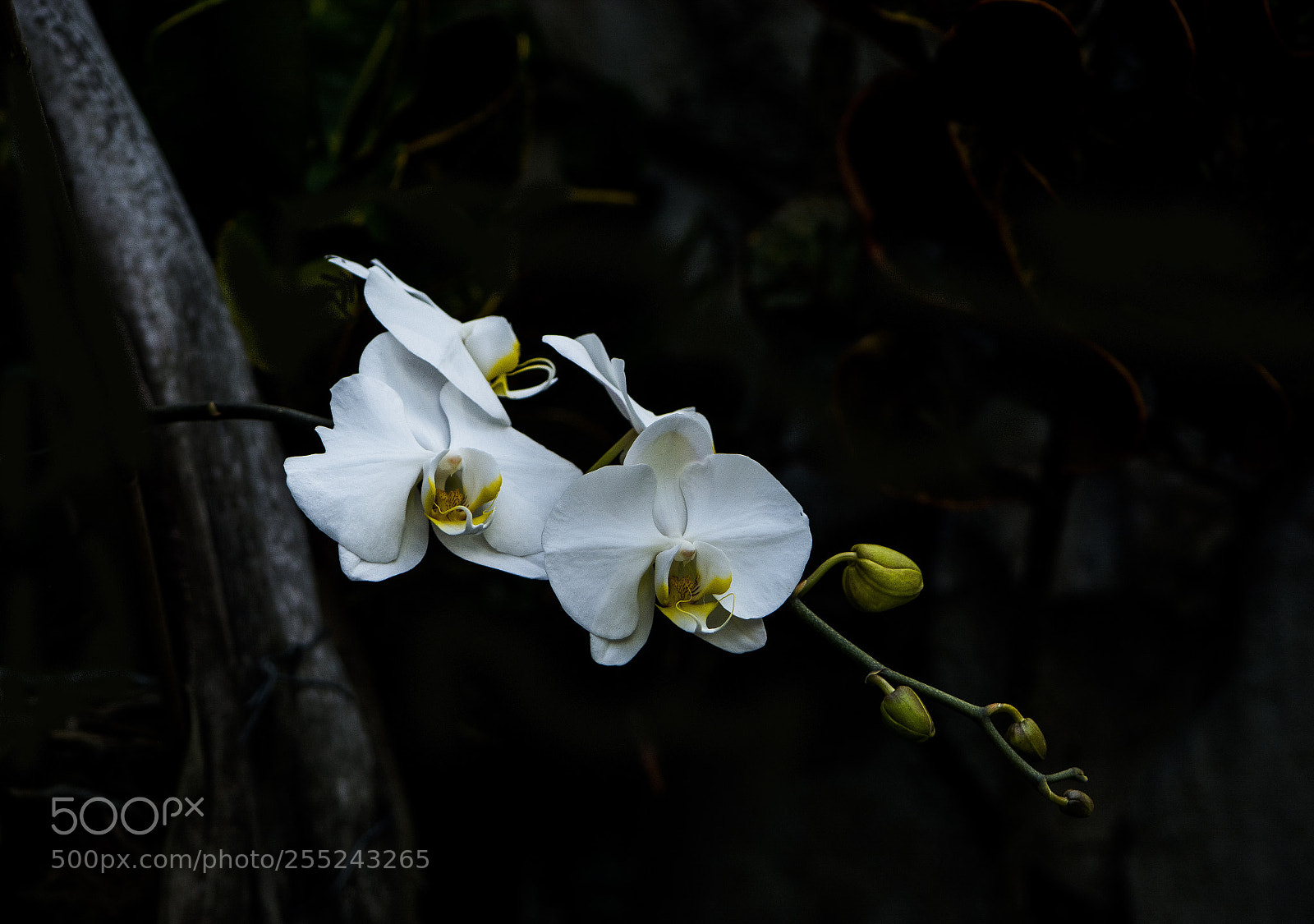 Nikon D7100 sample photo. Untitled photography