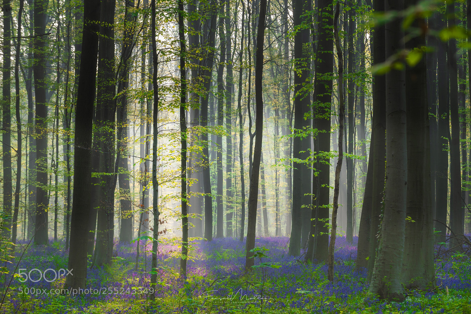Nikon D810 sample photo. The blue forest  photography