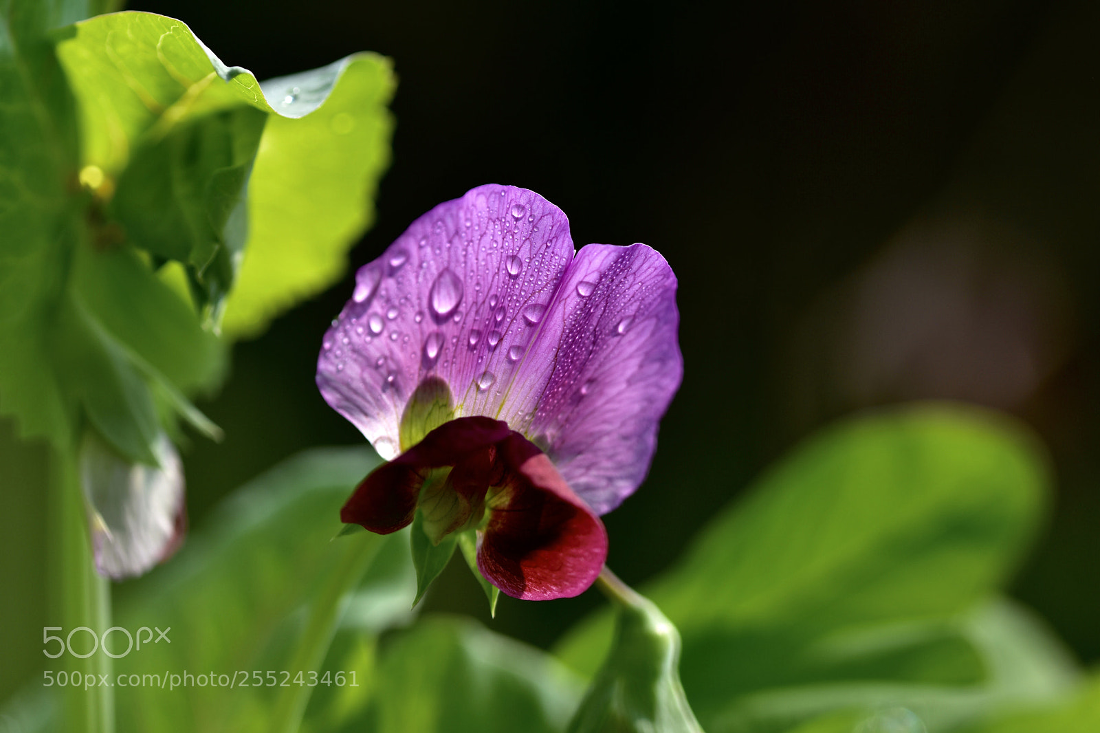 Nikon D7200 sample photo. The pea blossom photography