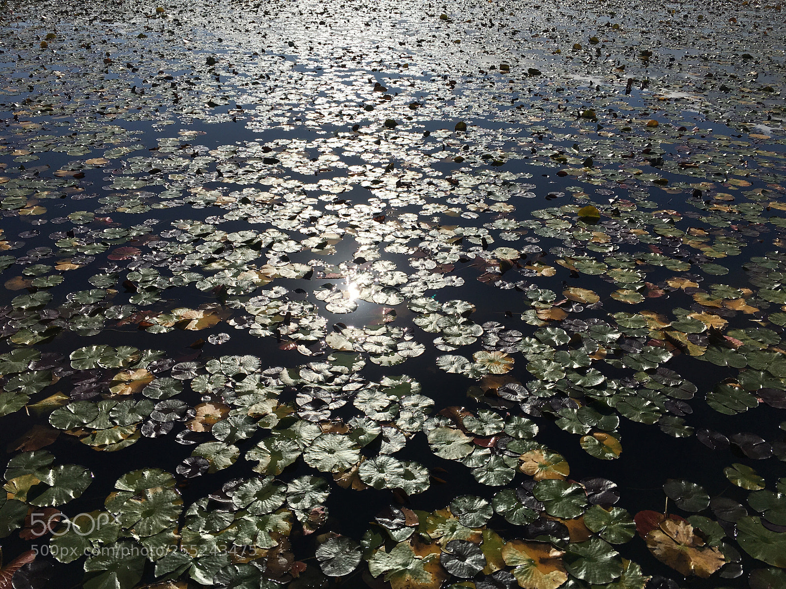 Apple iPhone 6s sample photo. Untitled photography