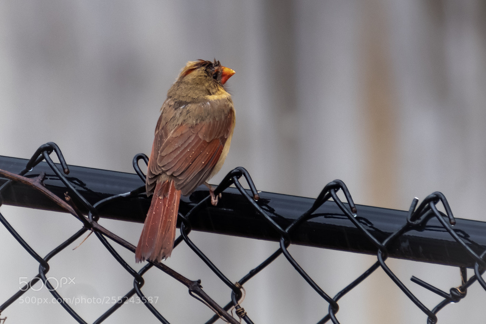 Fujifilm X-T2 sample photo. Bird on a fence  photography