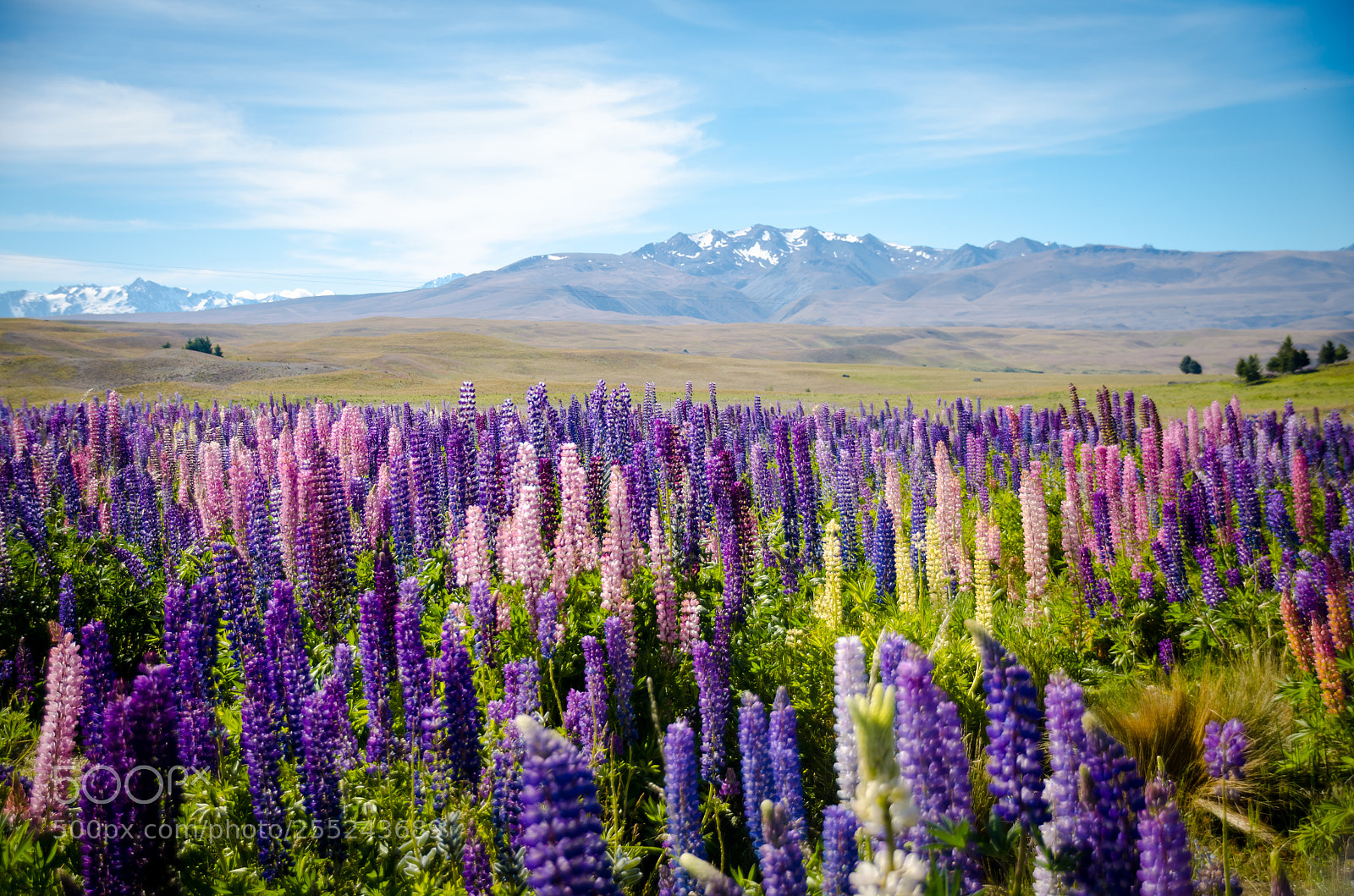 Nikon D7000 sample photo. Lupines near lake tekapo photography