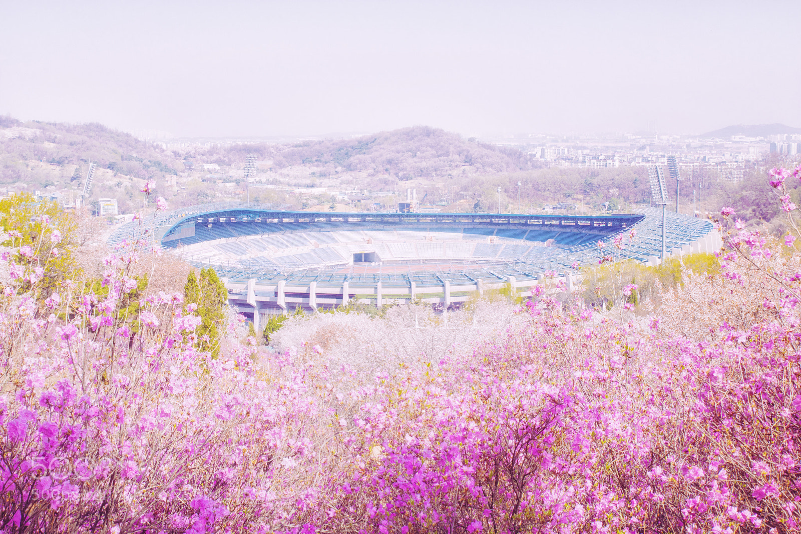 Canon EOS 750D (EOS Rebel T6i / EOS Kiss X8i) sample photo. Flower stadium photography
