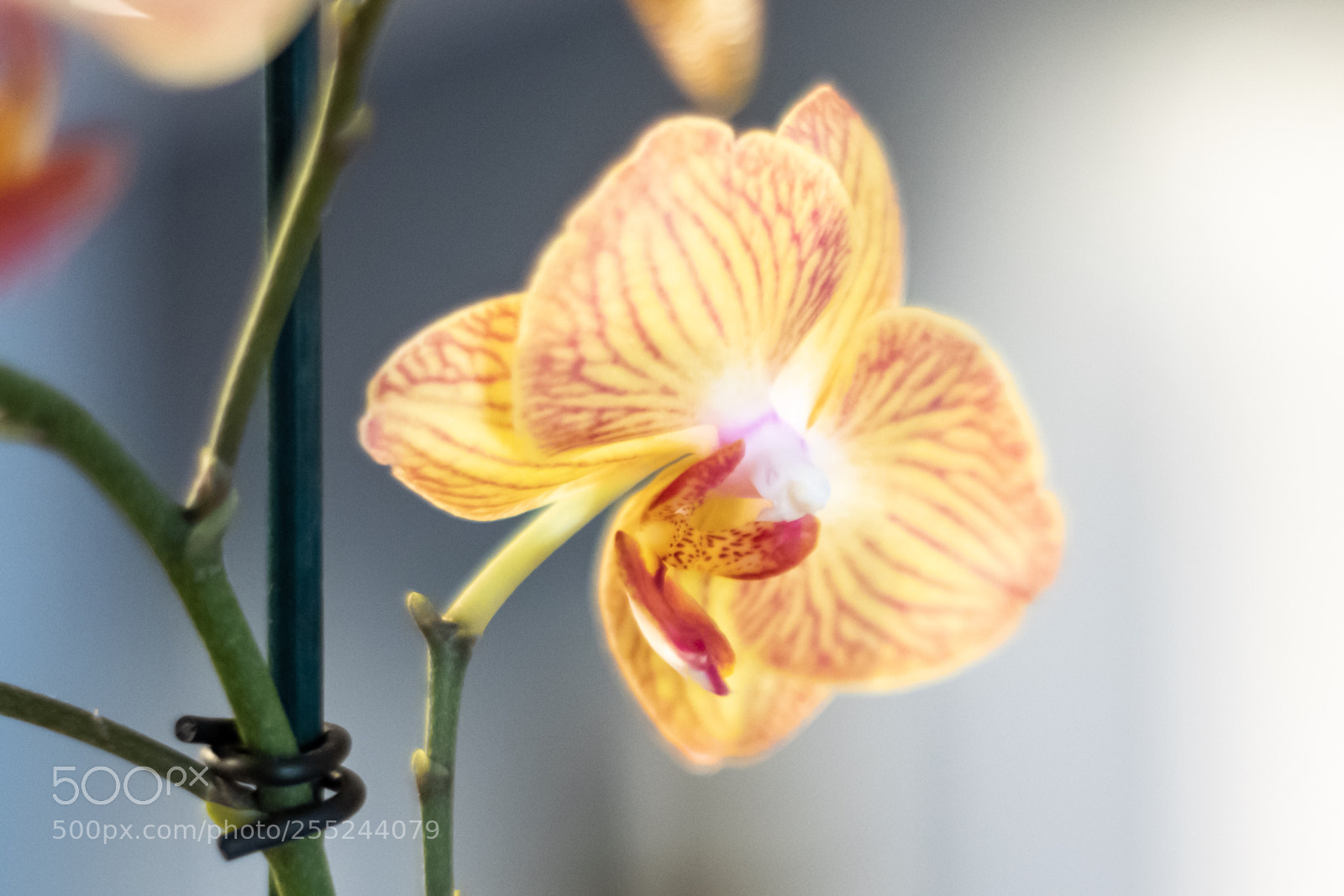 Fujifilm X-T2 sample photo. Orchid - shot with photography