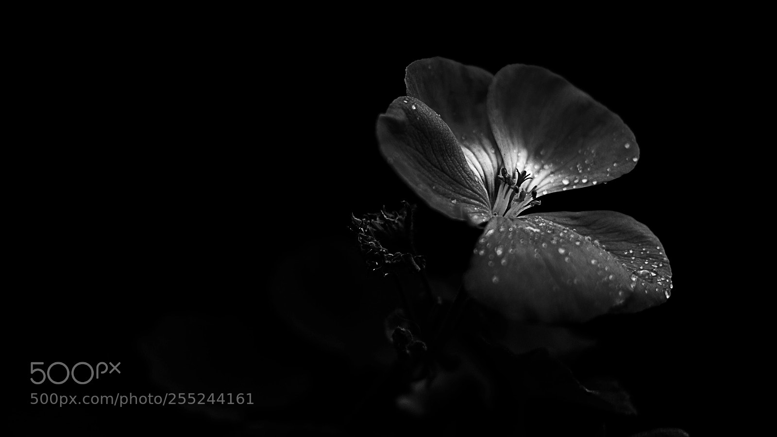 Nikon D7100 sample photo. Untitled photography