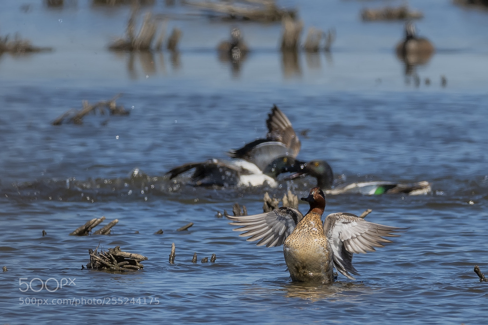 Nikon D850 sample photo. Green winged teal flap photography