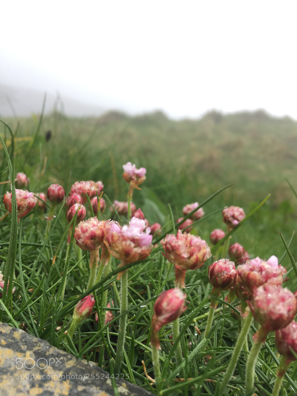 Apple iPhone 6s sample photo. Wild flowers above the photography