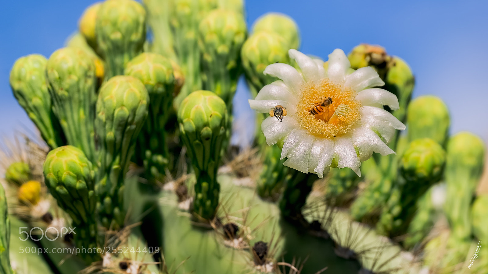 Canon EOS 7D sample photo. Saguaro cactus in bloom photography