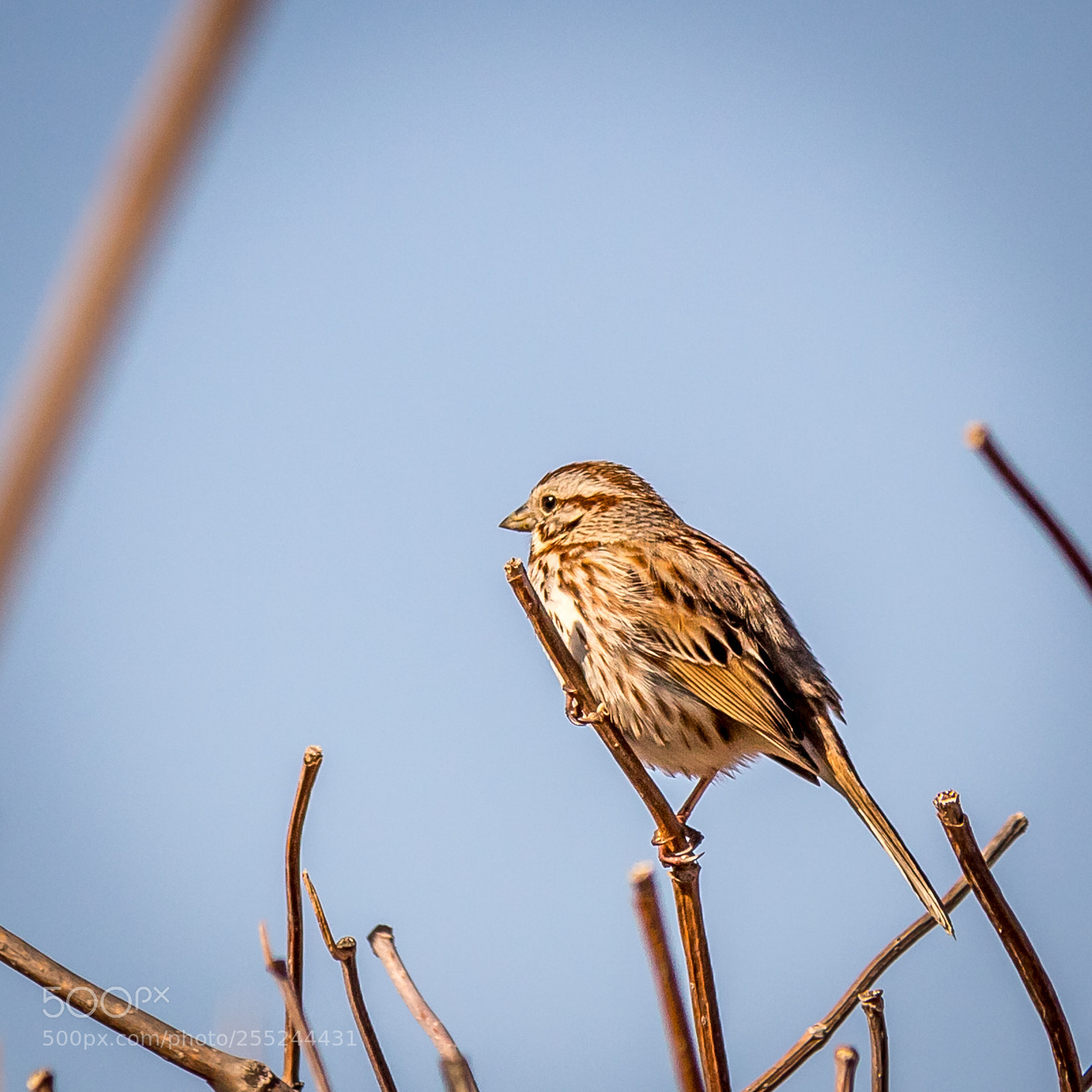 Canon EOS M10 sample photo. House sparrow (female) photography