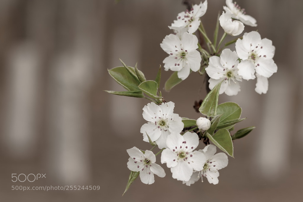Canon EOS 70D sample photo. Bloom photography