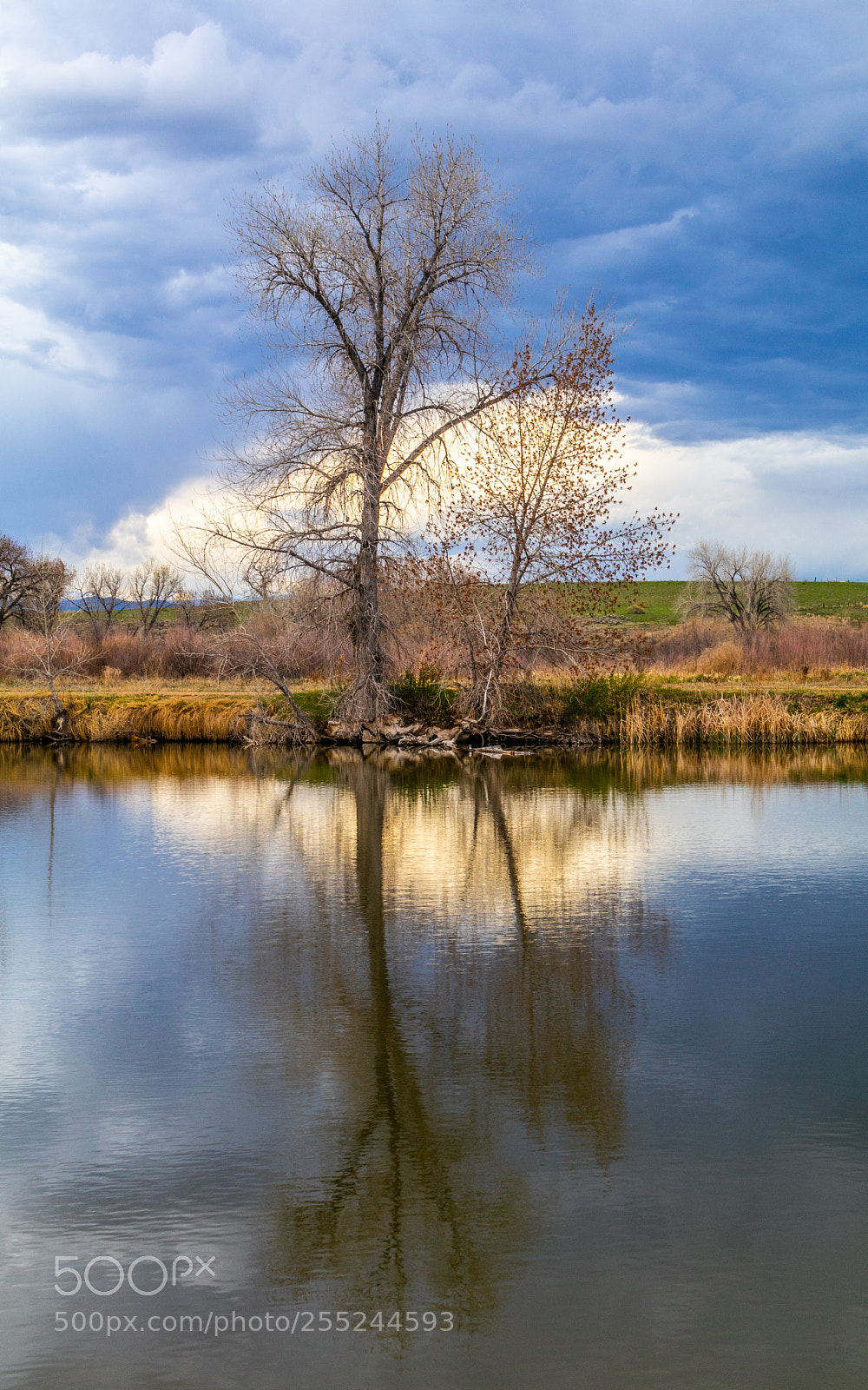 Canon EOS 80D sample photo. Tree with white cloud photography