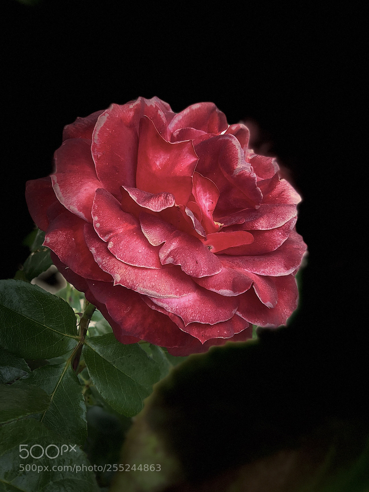 Apple iPhone X sample photo. Gorgeous red photography