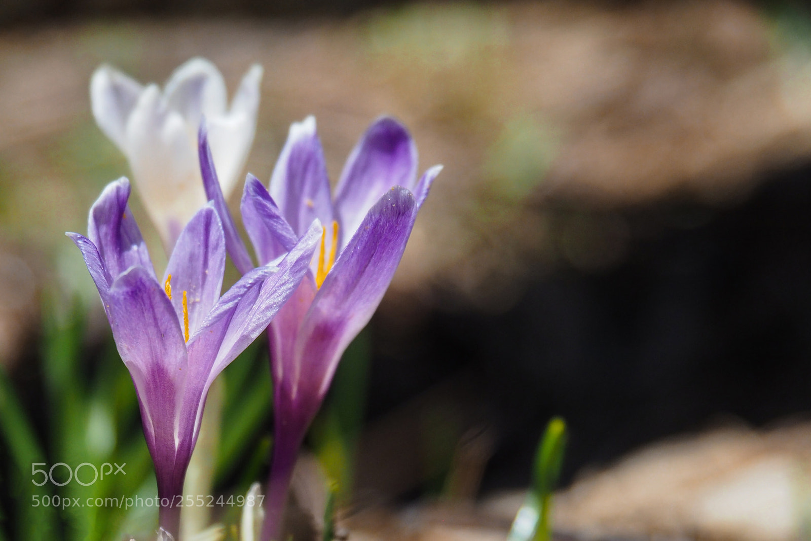Olympus OM-D E-M10 II sample photo. Crochi photography