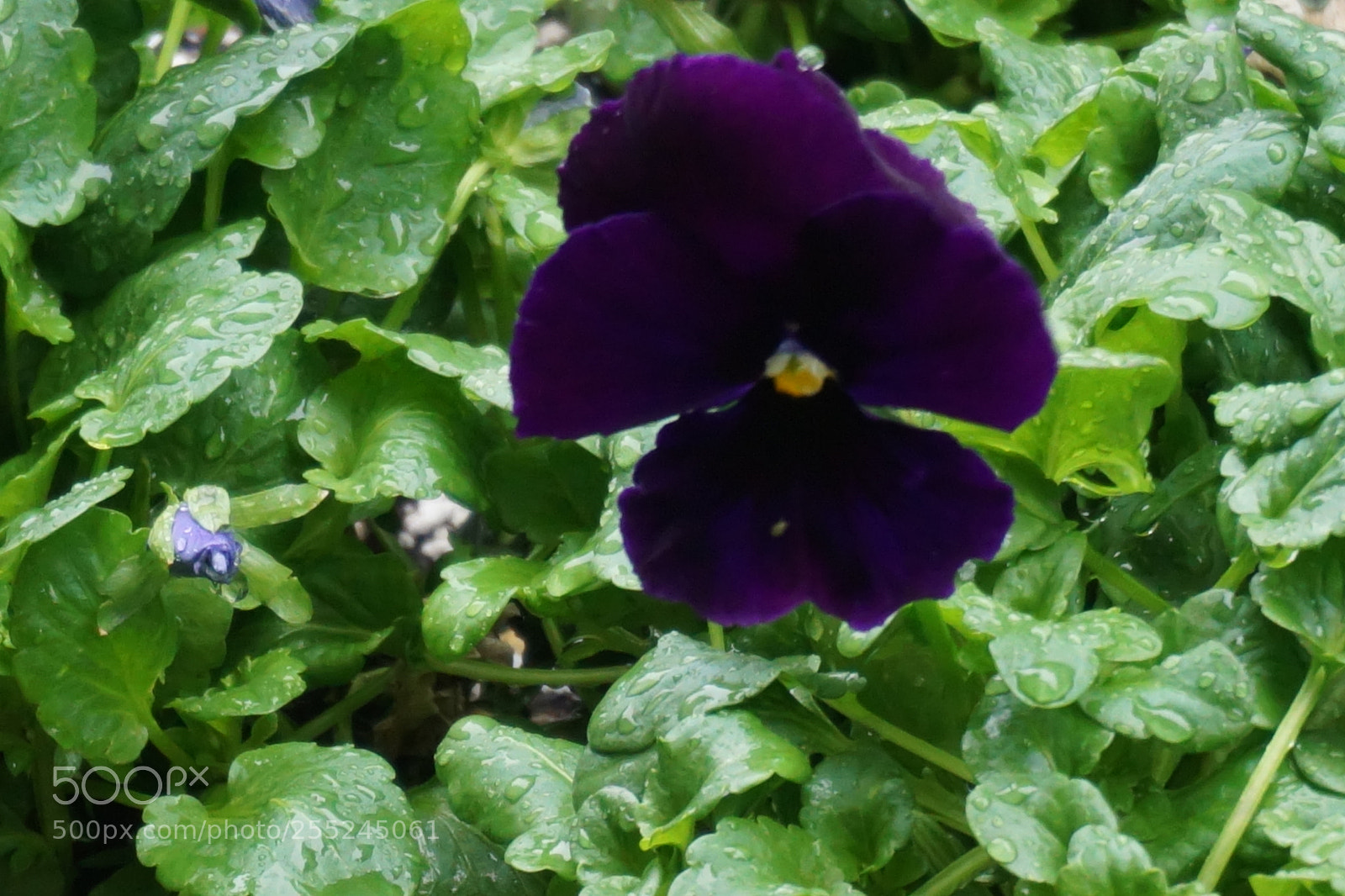 Sony a6000 sample photo. Flower photography