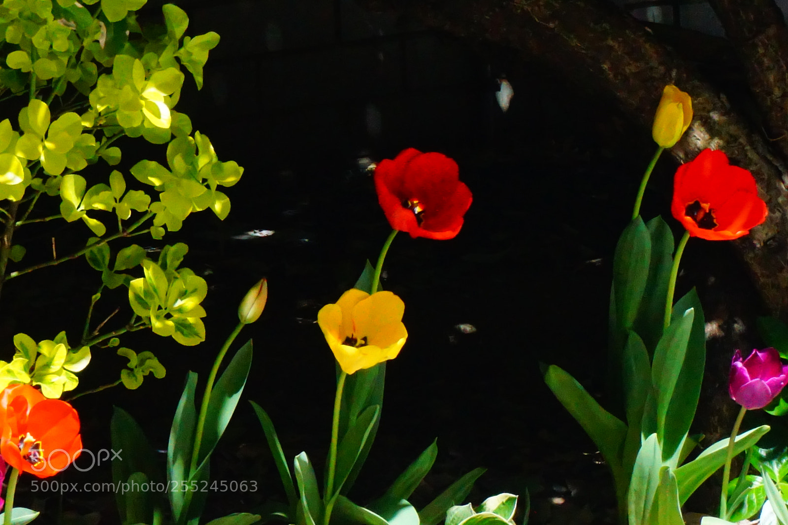 Sony a6000 sample photo. Flower photography