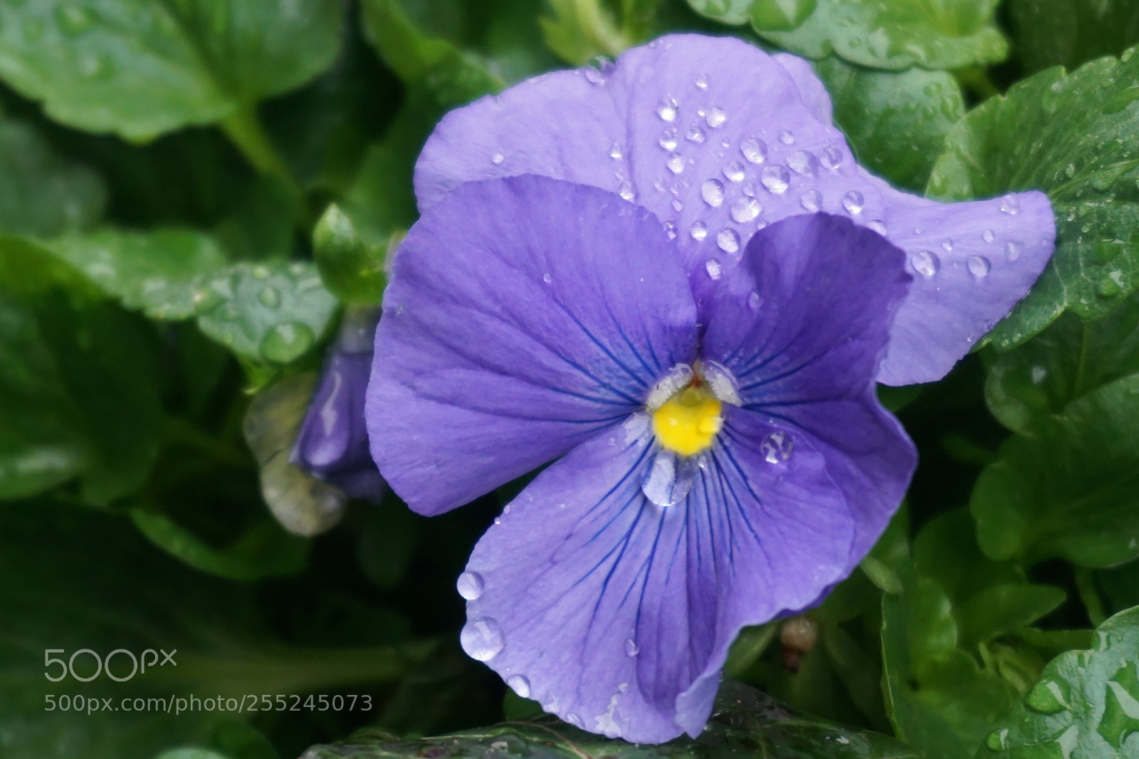 Sony a6000 sample photo. Flower photography