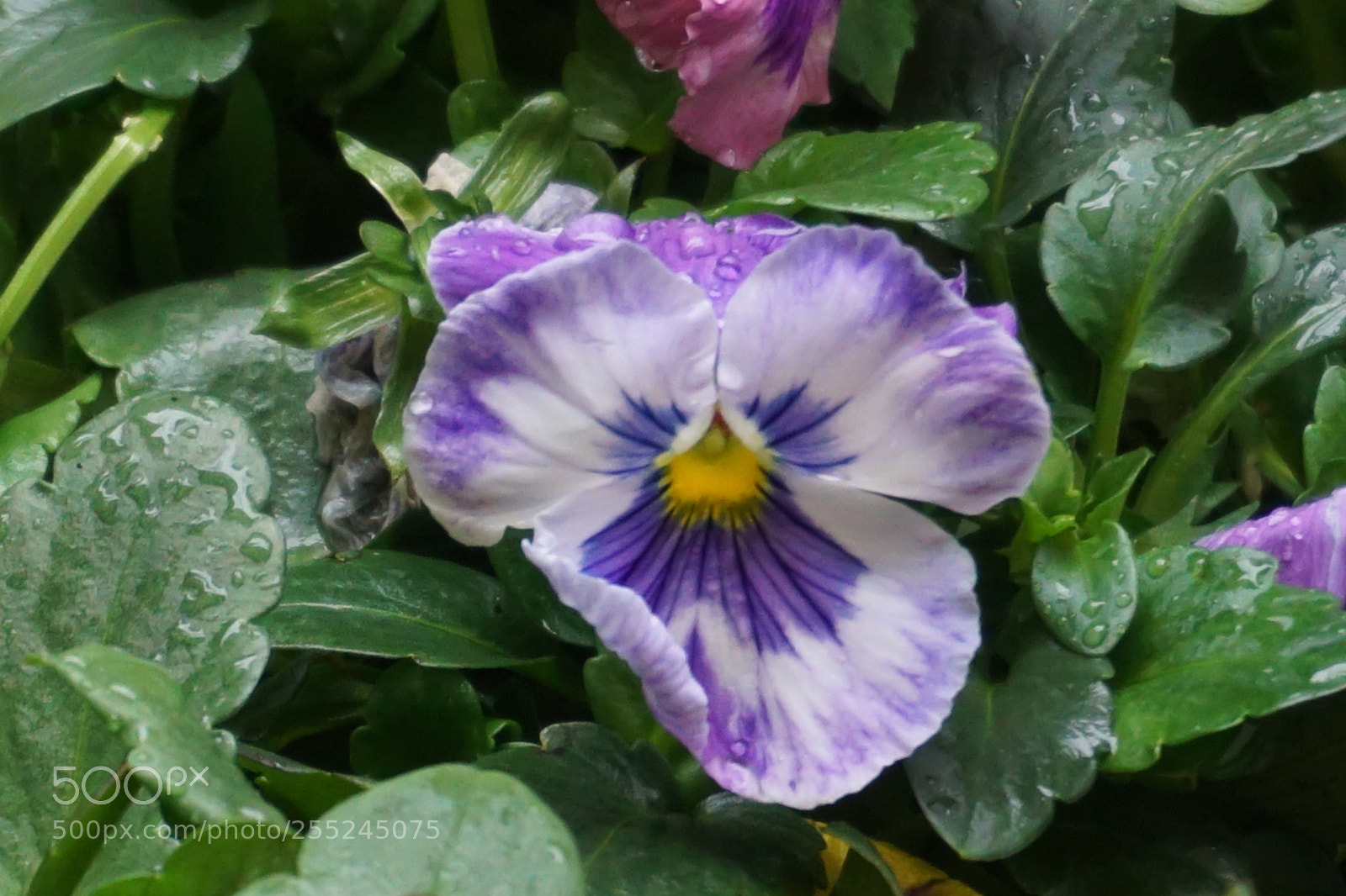 Sony a6000 sample photo. Flower photography