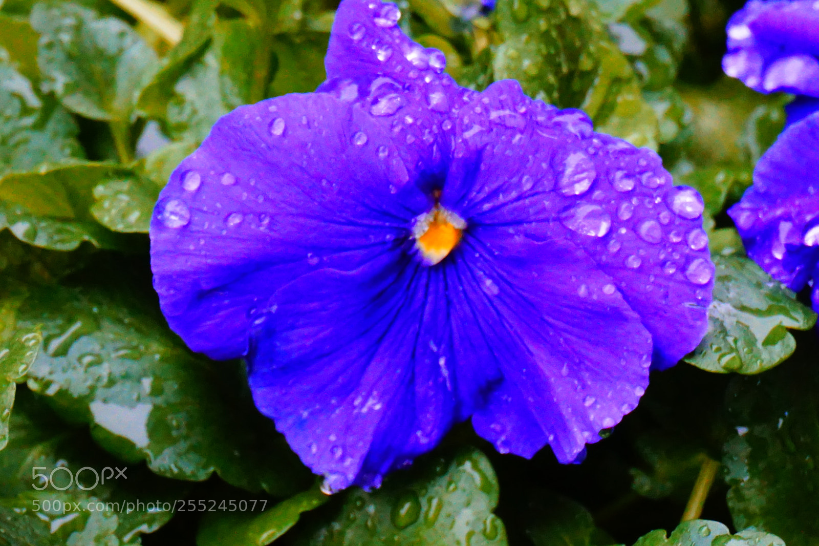 Sony a6000 sample photo. Flower photography
