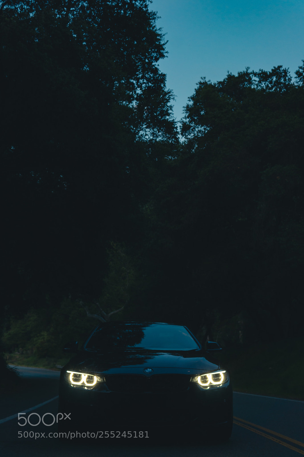 Sony a6000 sample photo. Black panther  photography