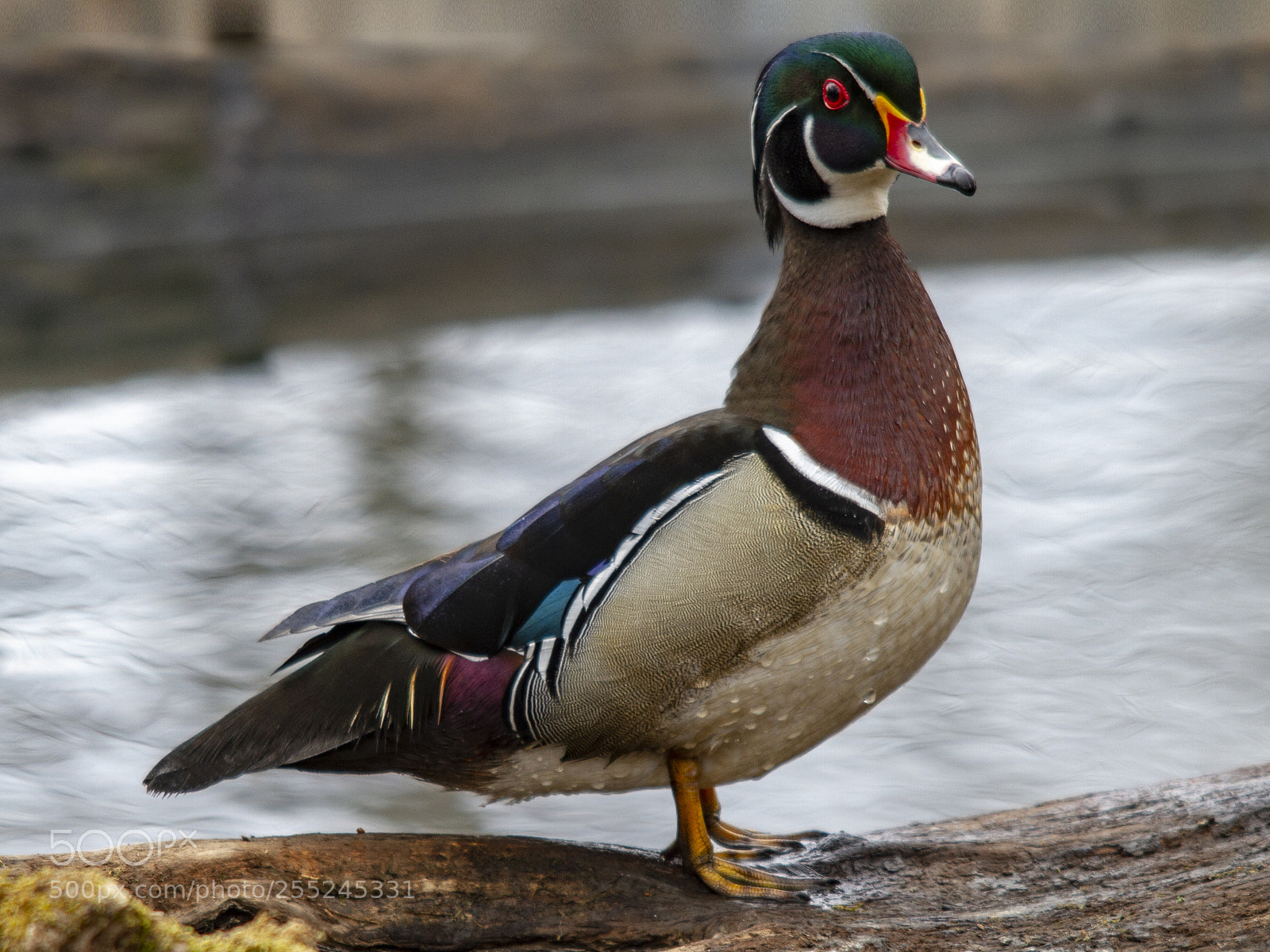 Canon EOS 7D sample photo. Male wood duck photography