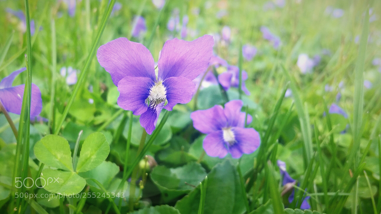 Samsung Galaxy S5 sample photo. Untitled photography
