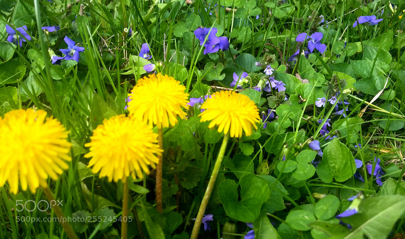 Samsung Galaxy S5 sample photo. Untitled photography
