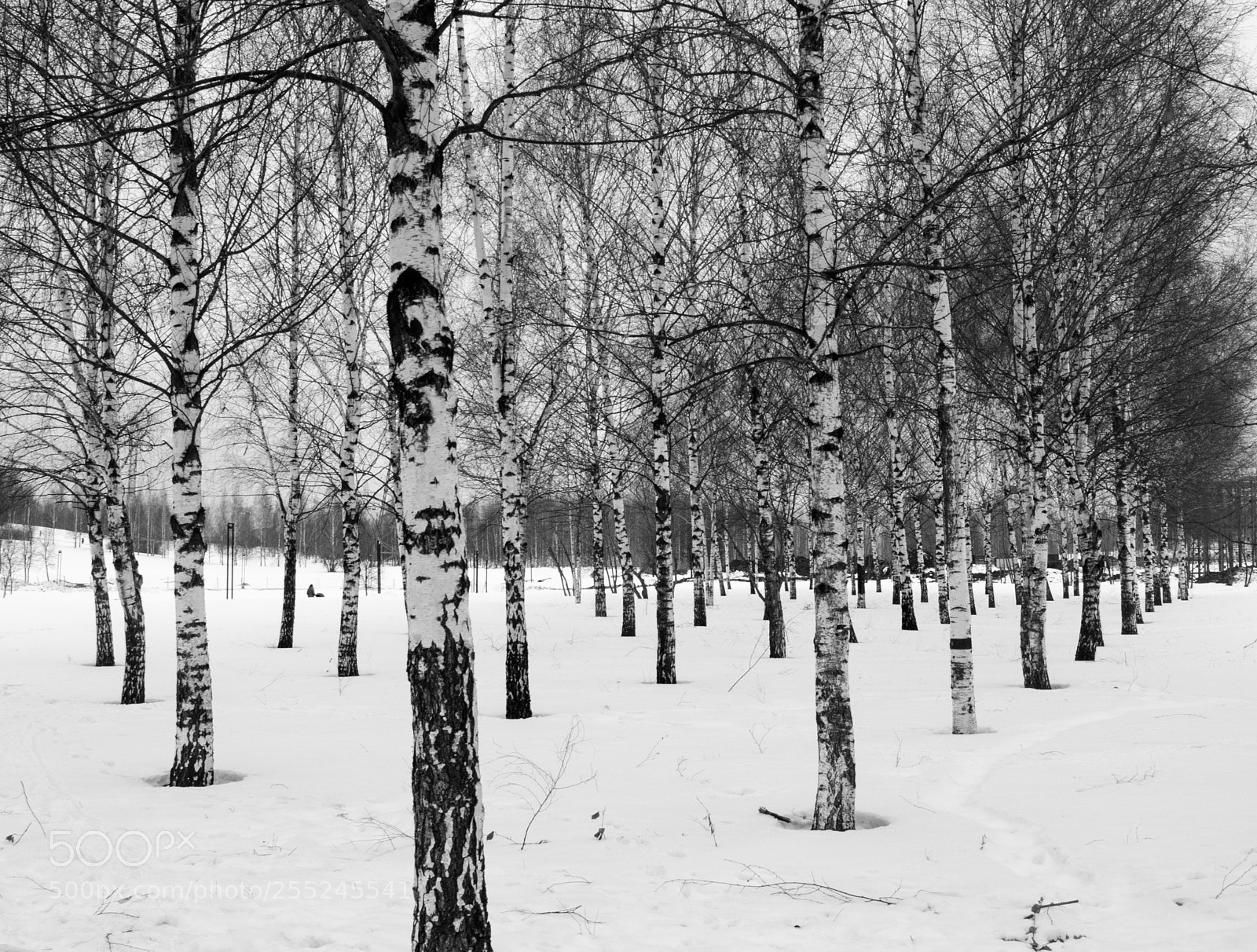 Nikon D5100 sample photo. Birch trees photography