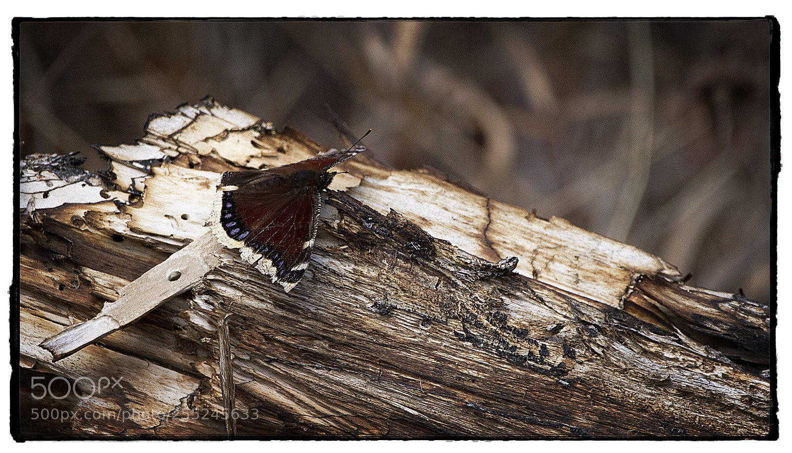 Canon EOS 7D sample photo. Butterfly on a log. photography