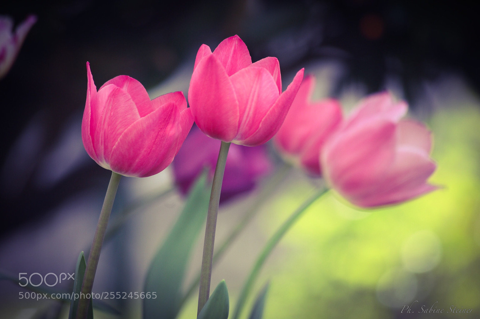 Canon EOS 5D Mark II sample photo. Tulip in the wind photography