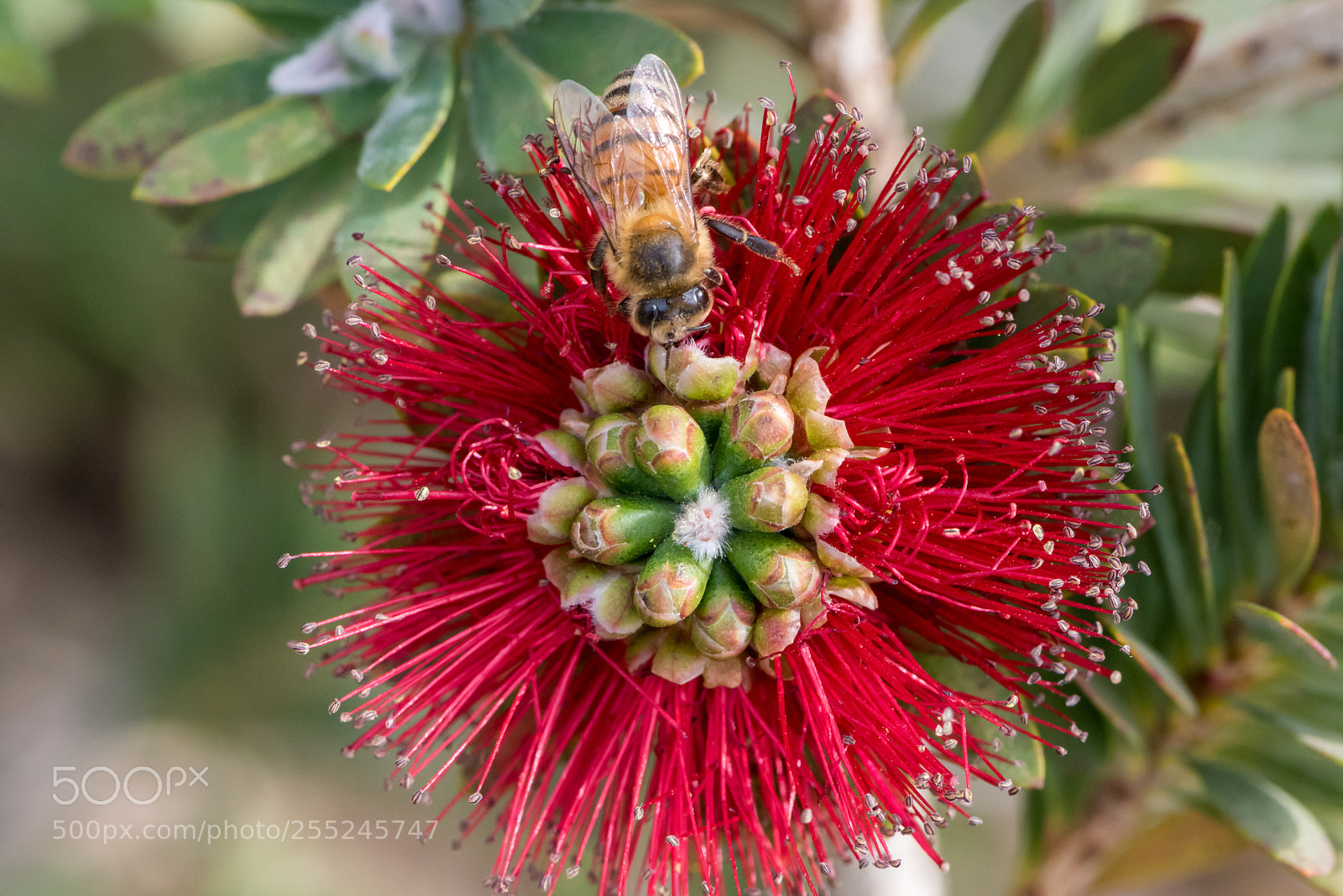 Nikon D810 sample photo. Busy bee photography