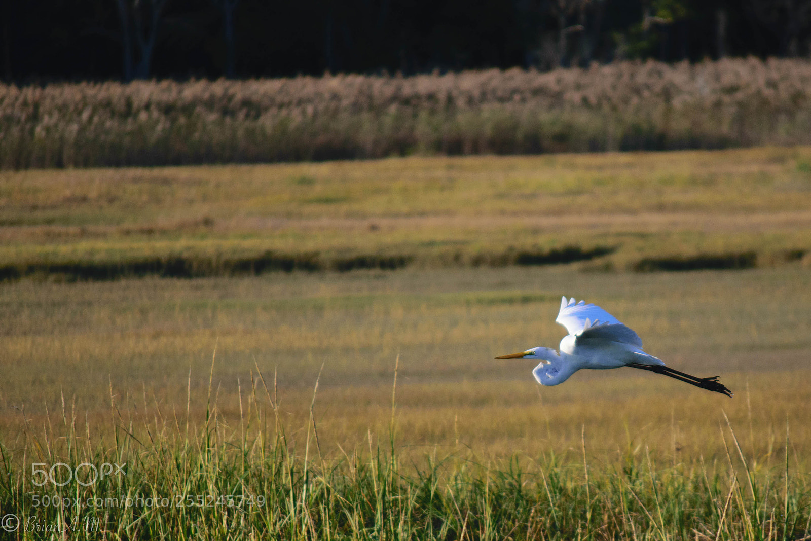Nikon D5300 sample photo. Egret photography