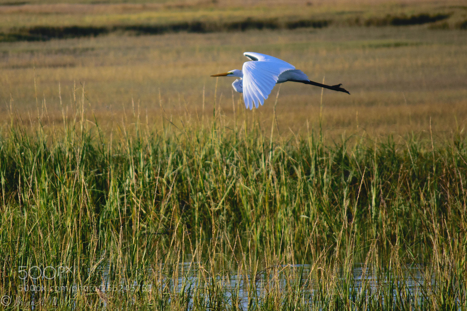 Nikon D5300 sample photo. Egret photography