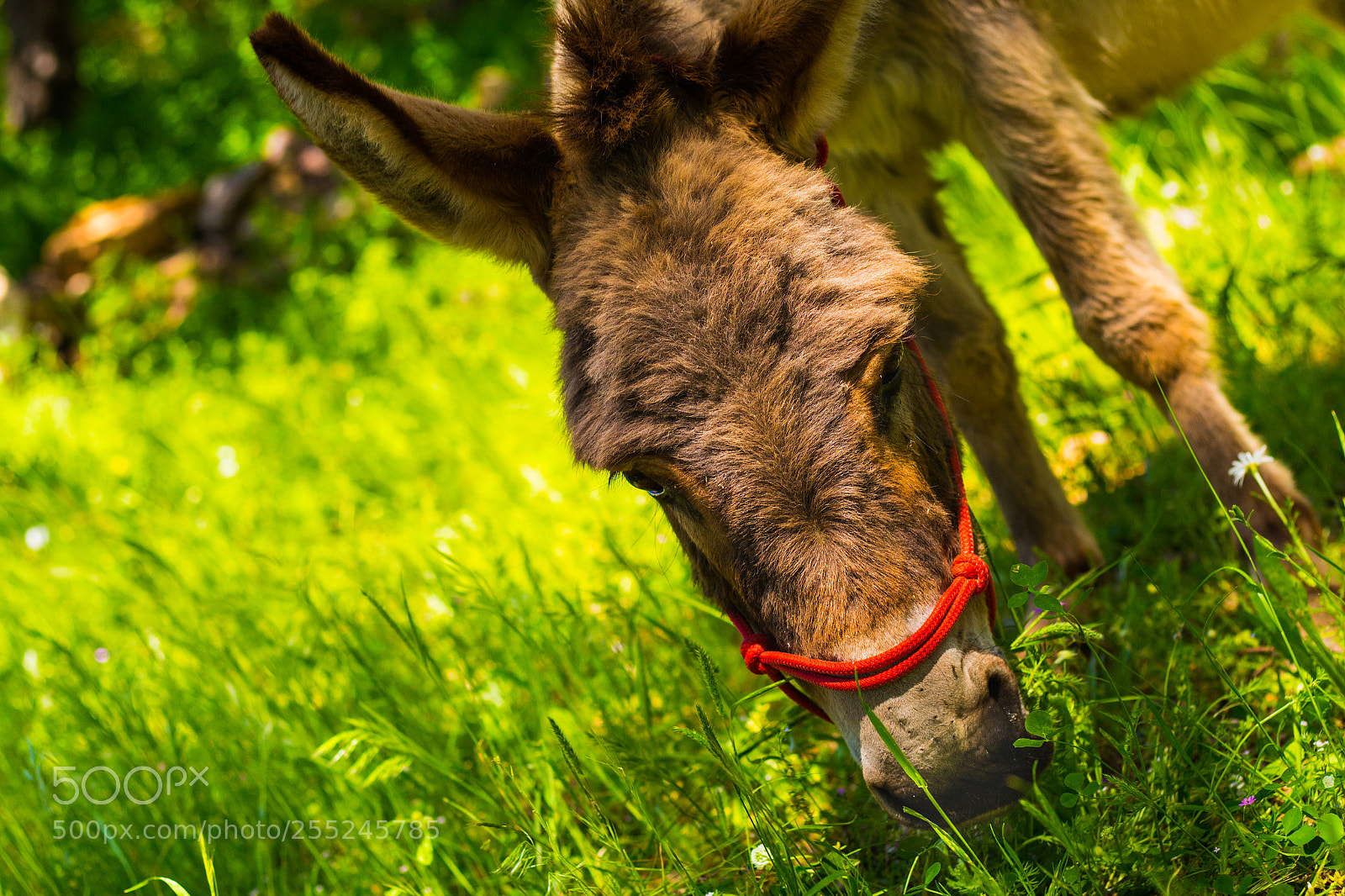 Canon EOS 700D (EOS Rebel T5i / EOS Kiss X7i) sample photo. Donkey eating grass photography