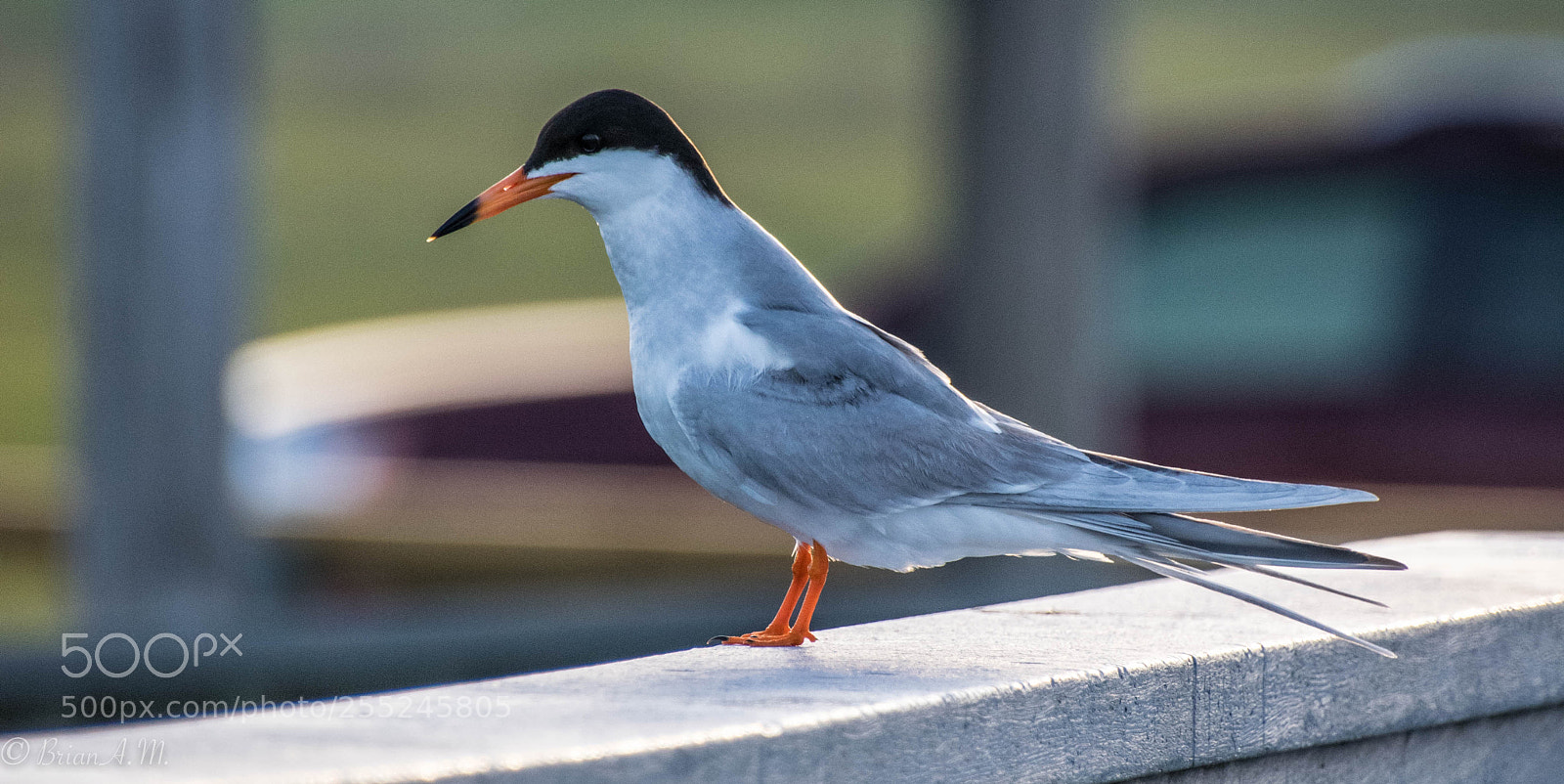 Nikon D5300 sample photo. Tern photography