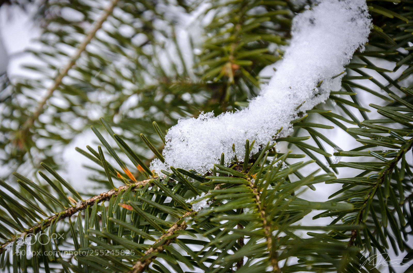 Nikon D7000 sample photo. Snowflakes on a pine photography