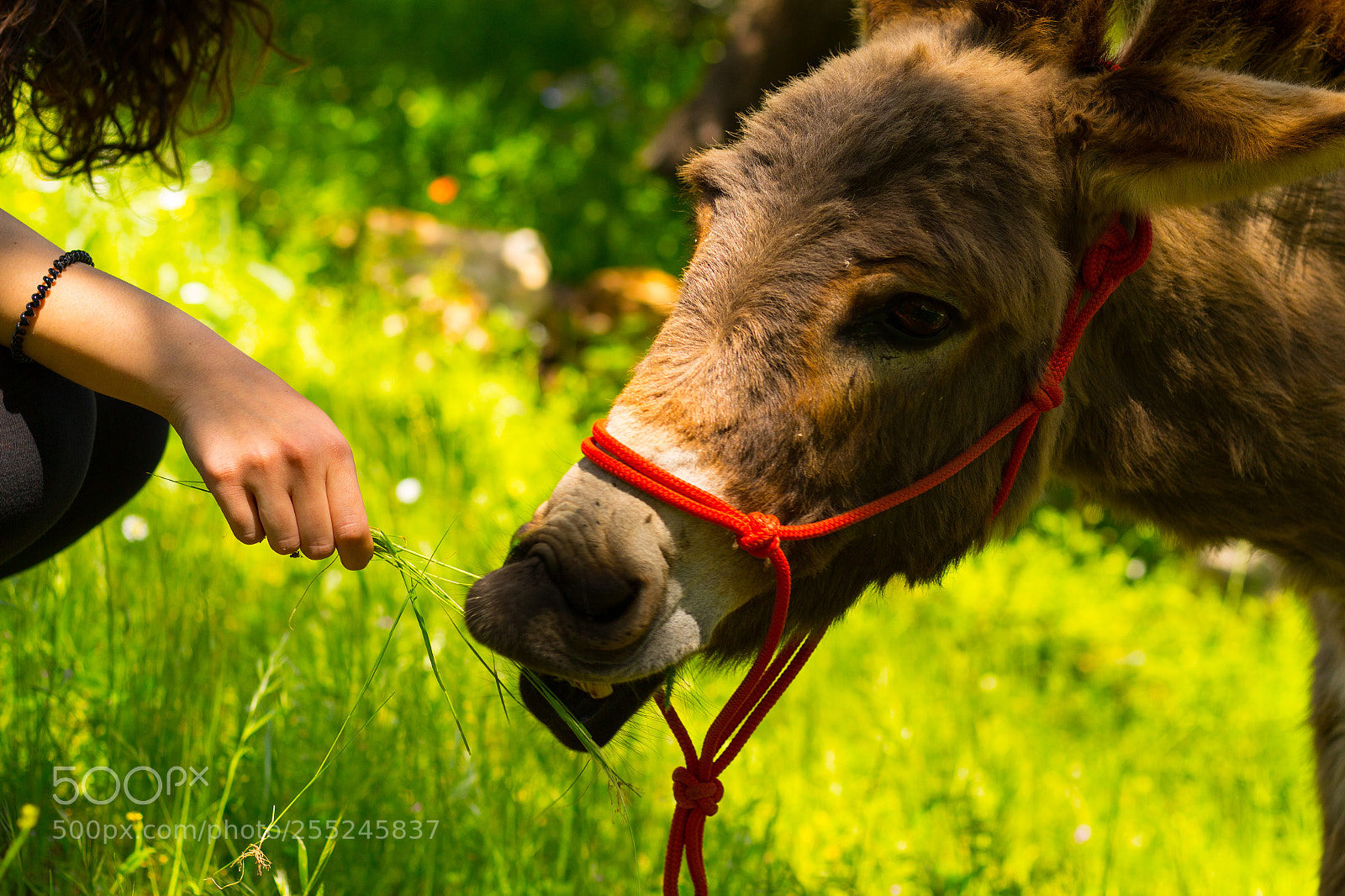 Canon EOS 700D (EOS Rebel T5i / EOS Kiss X7i) sample photo. Feeding a donkey photography