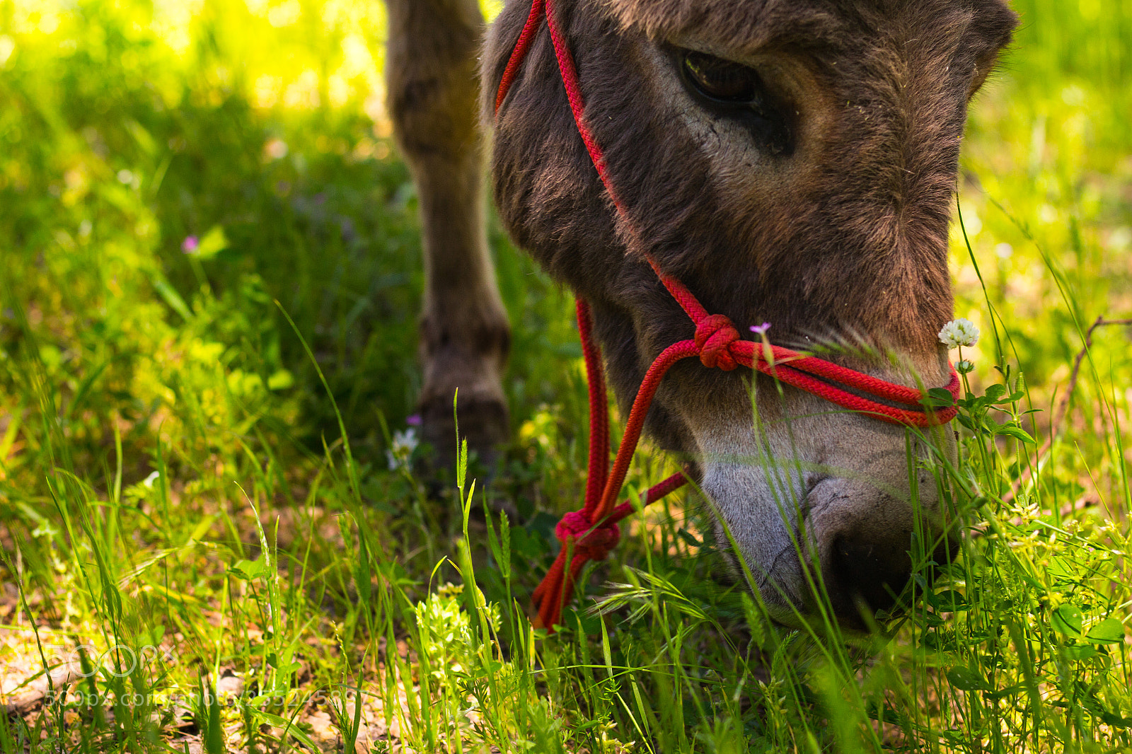 Canon EOS 700D (EOS Rebel T5i / EOS Kiss X7i) sample photo. Donkey eating grass photography