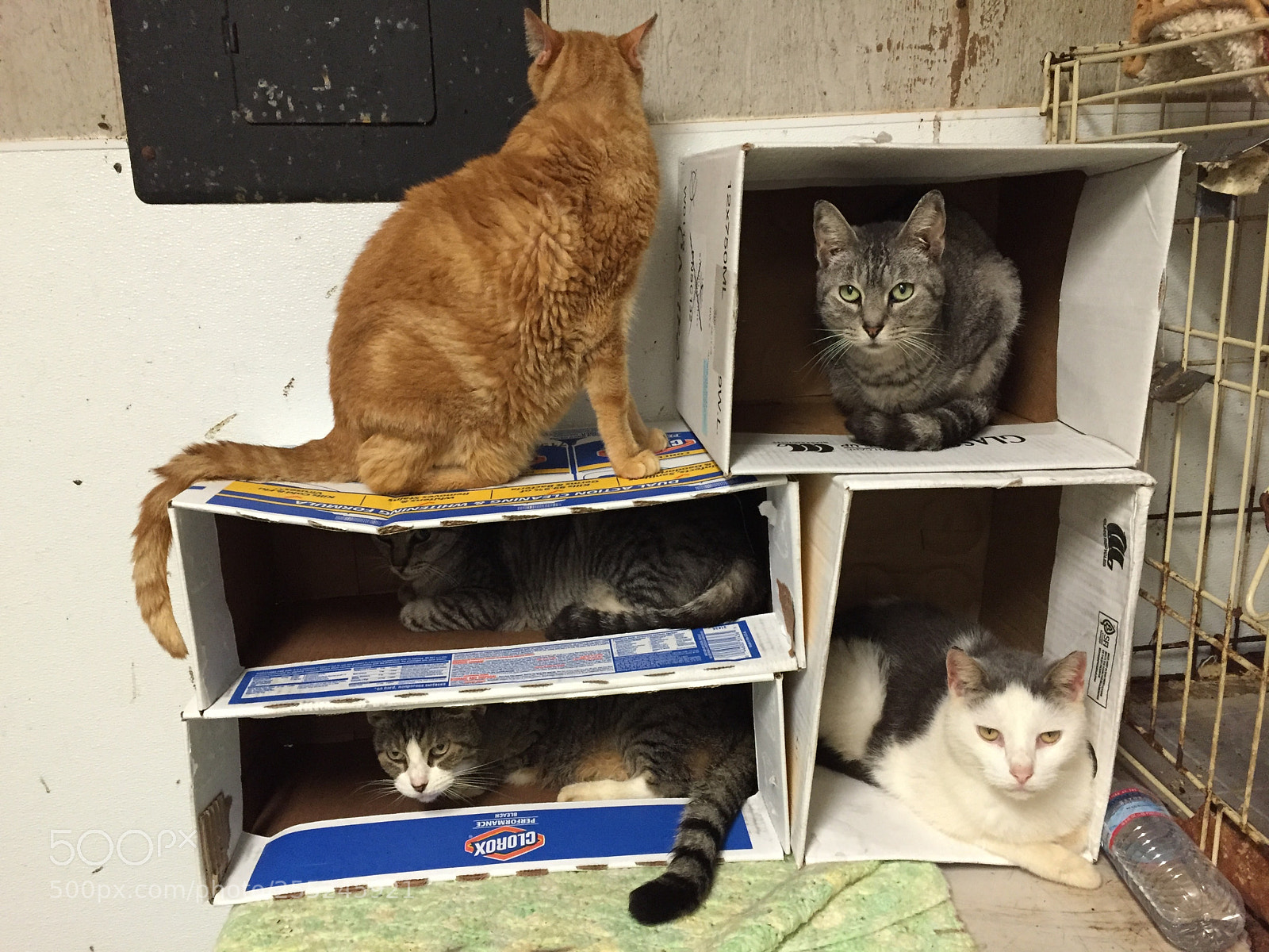 Apple iPhone 6 sample photo. Cats condominium photography