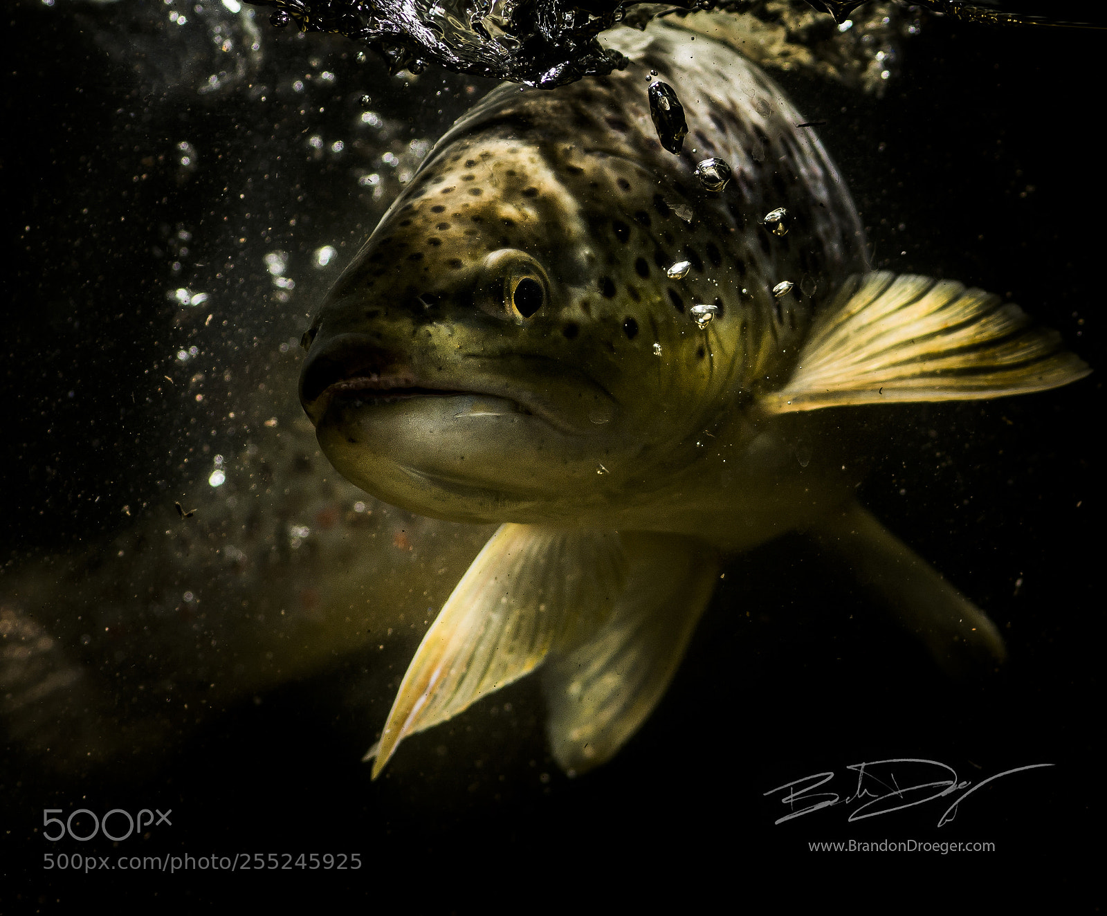 Nikon D7100 sample photo. Brown trout at night photography