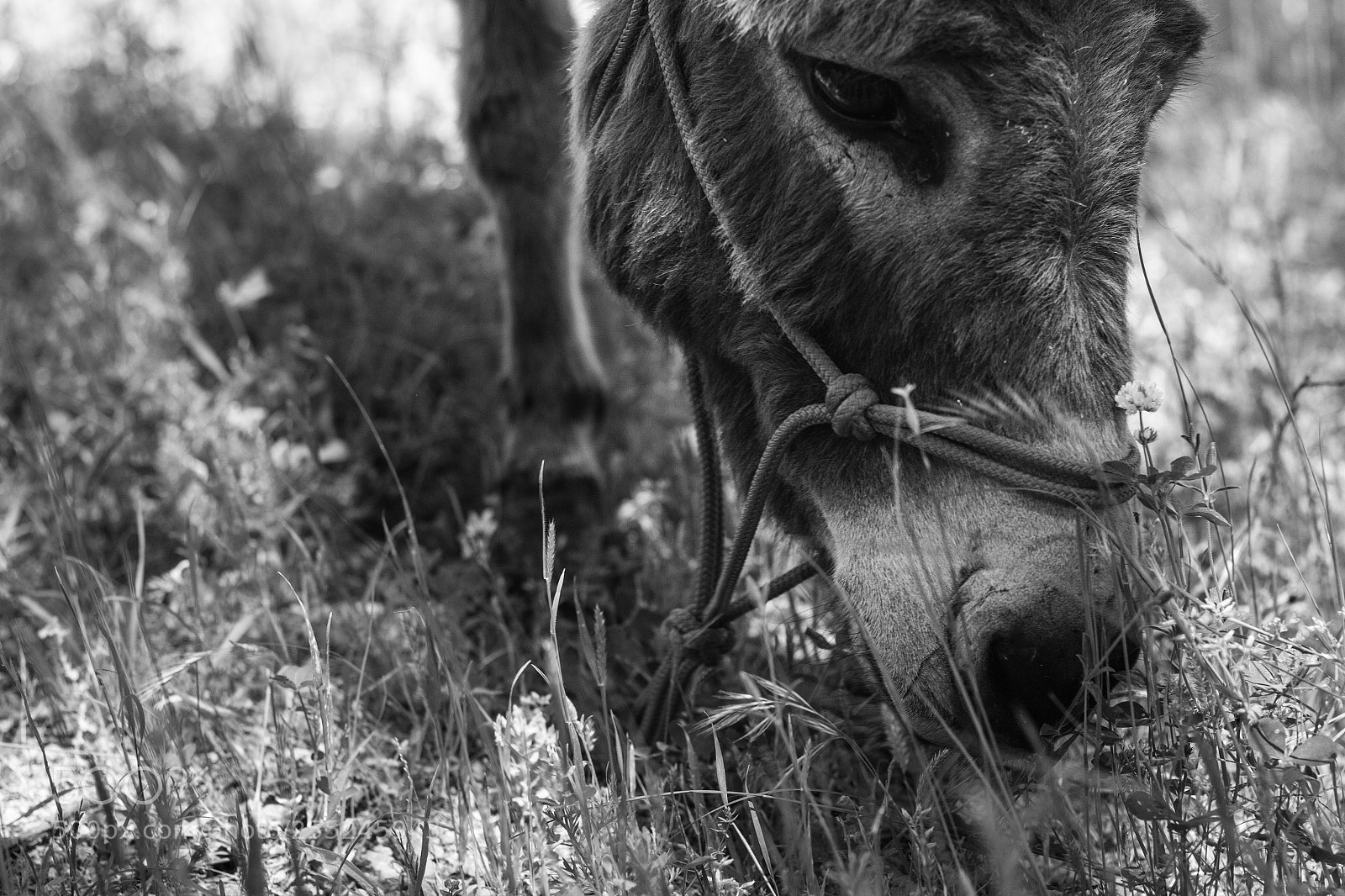 Canon EOS 700D (EOS Rebel T5i / EOS Kiss X7i) sample photo. Donkey eating grass photography