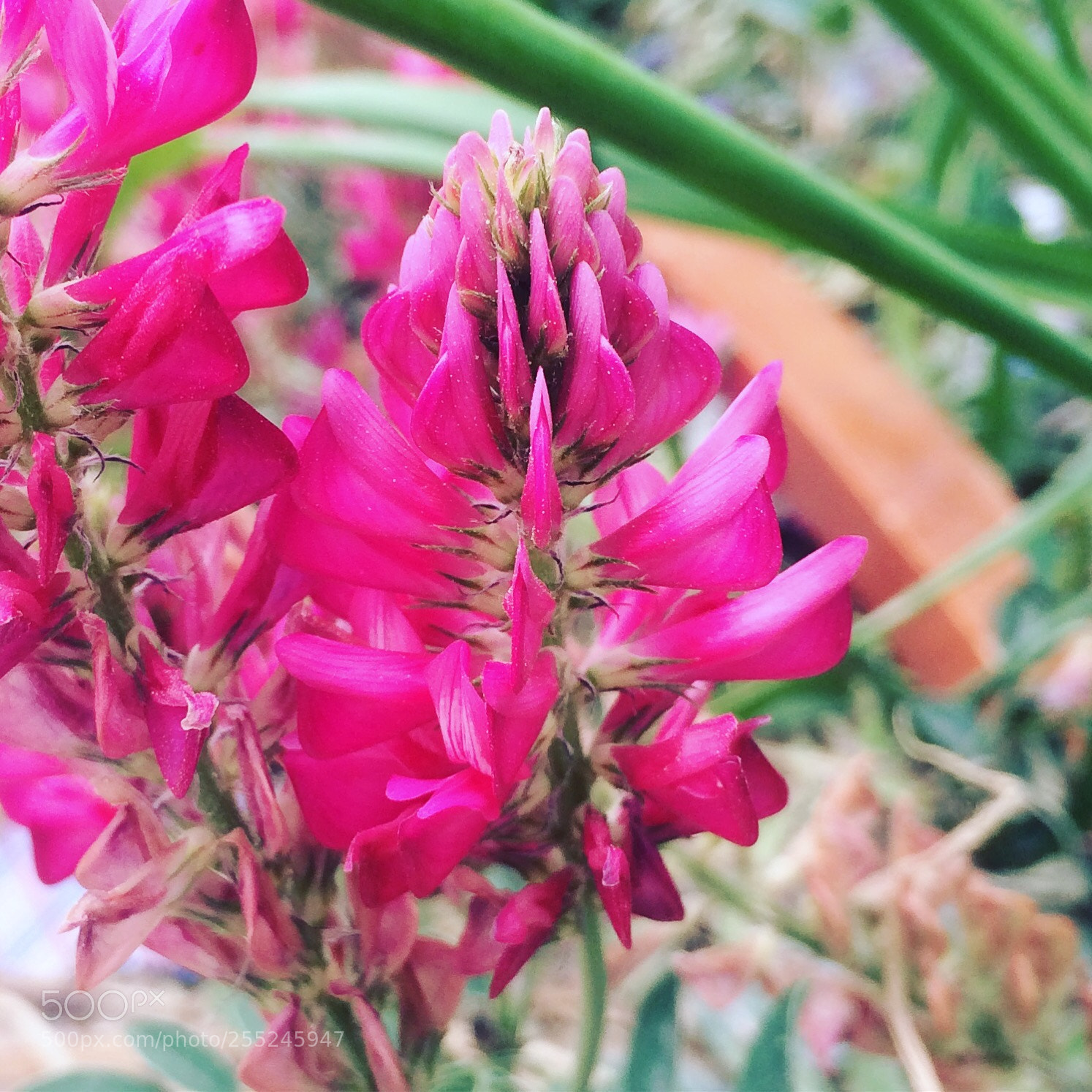 Apple iPhone 5s sample photo. Flowers  photography