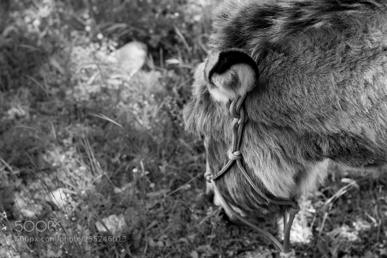 Canon EOS 700D (EOS Rebel T5i / EOS Kiss X7i) sample photo. Donkey eating grass photography