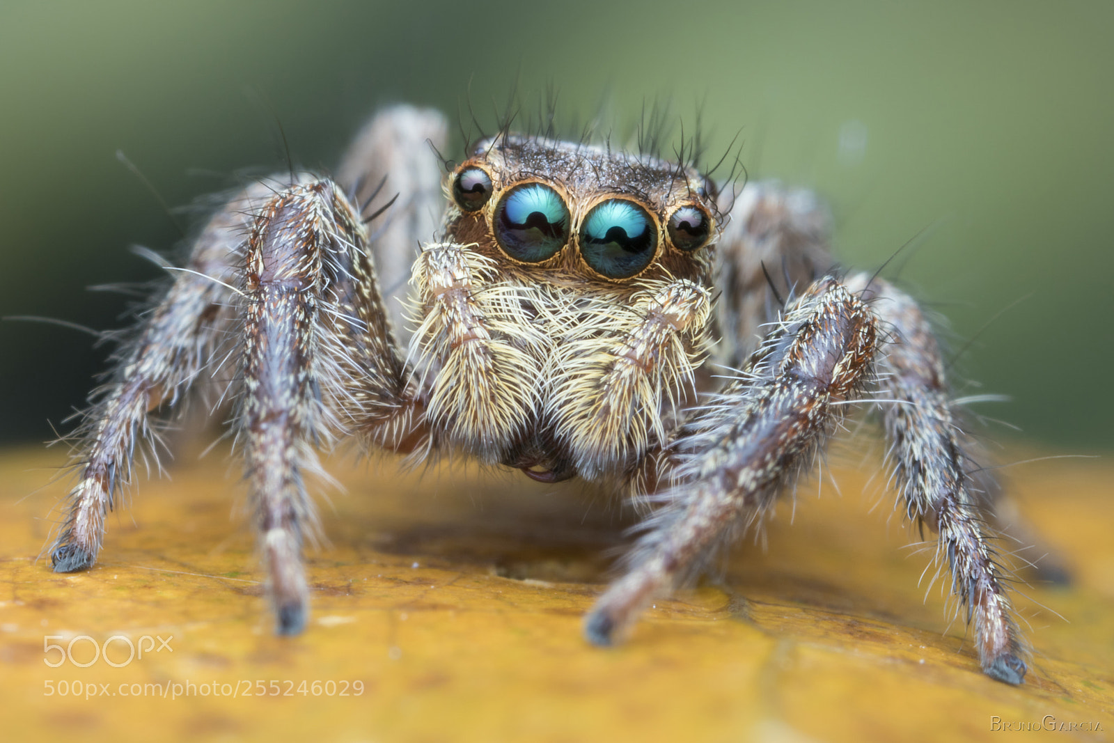 Canon EOS 80D sample photo. Plexippus paykulli ♀(salticidae) photography
