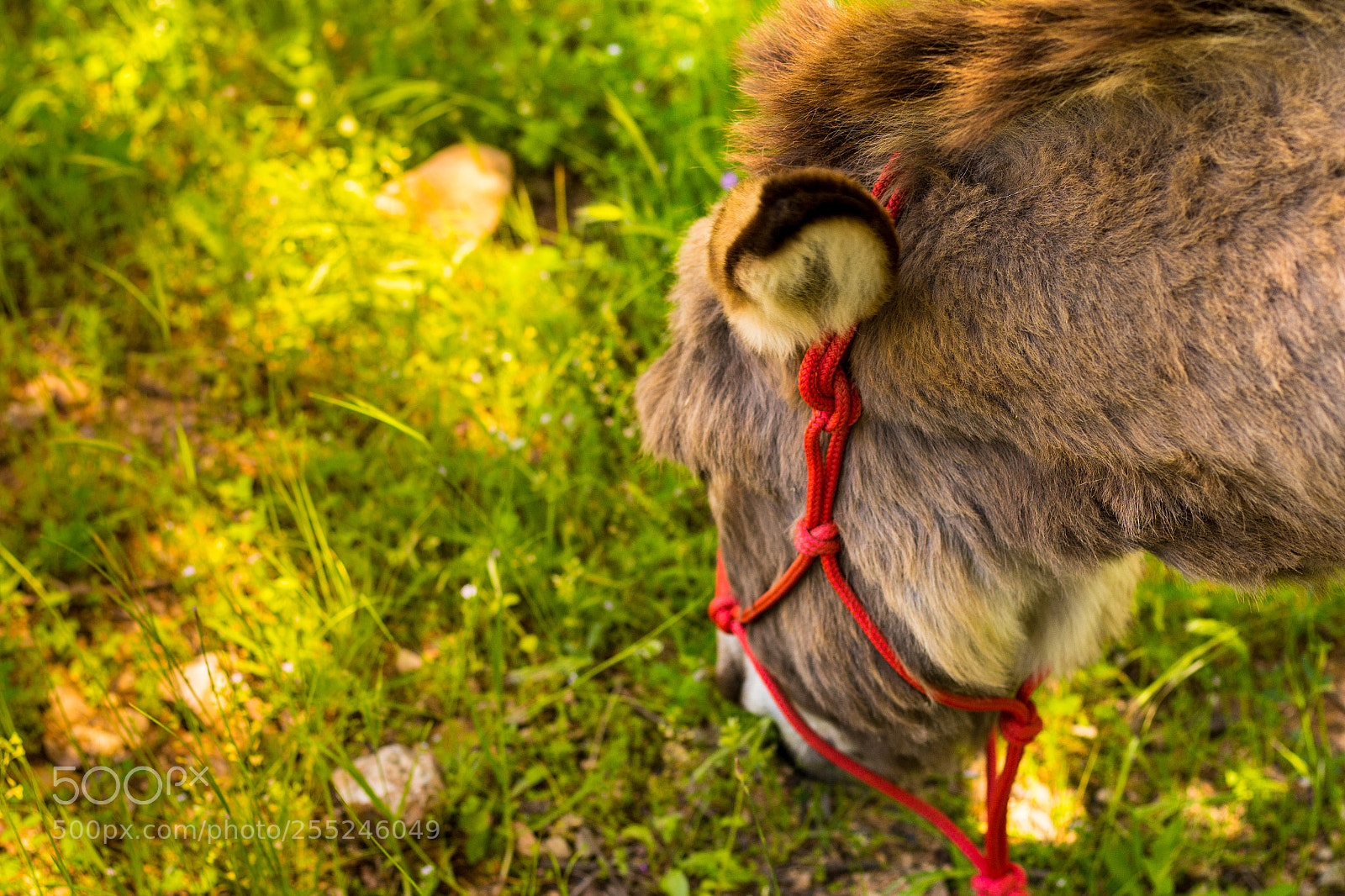Canon EOS 700D (EOS Rebel T5i / EOS Kiss X7i) sample photo. Donkey eating grass photography