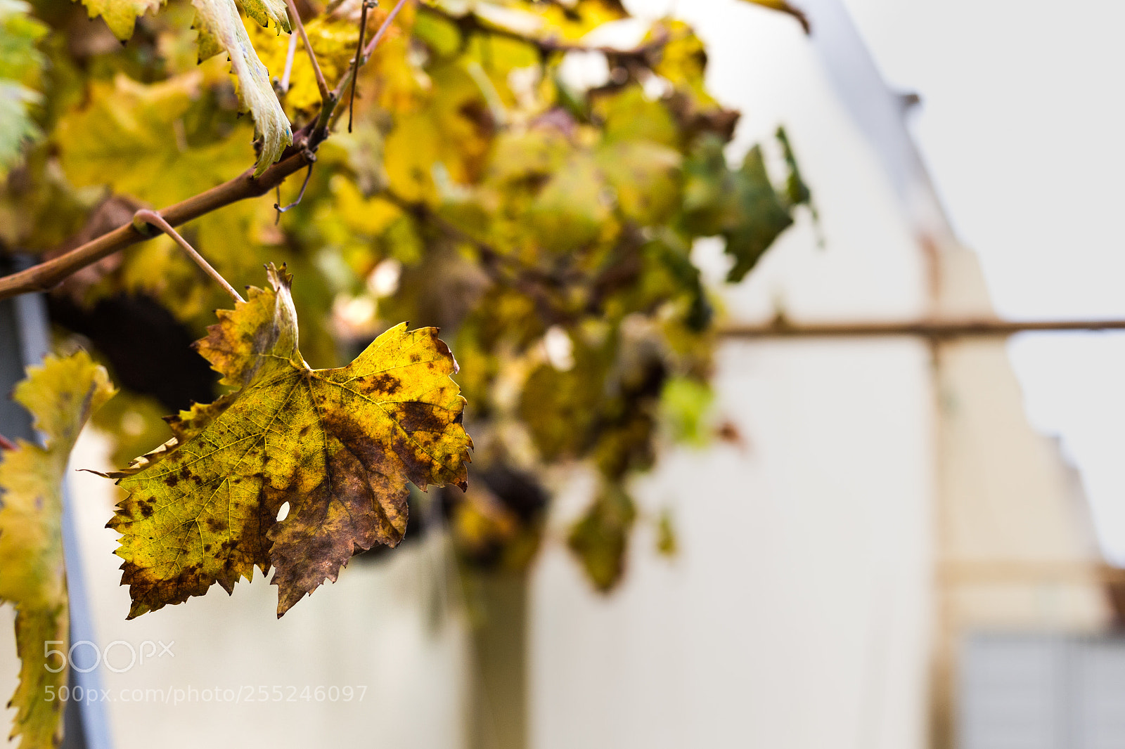 Canon EOS 700D (EOS Rebel T5i / EOS Kiss X7i) sample photo. Vine leaf in autumn photography