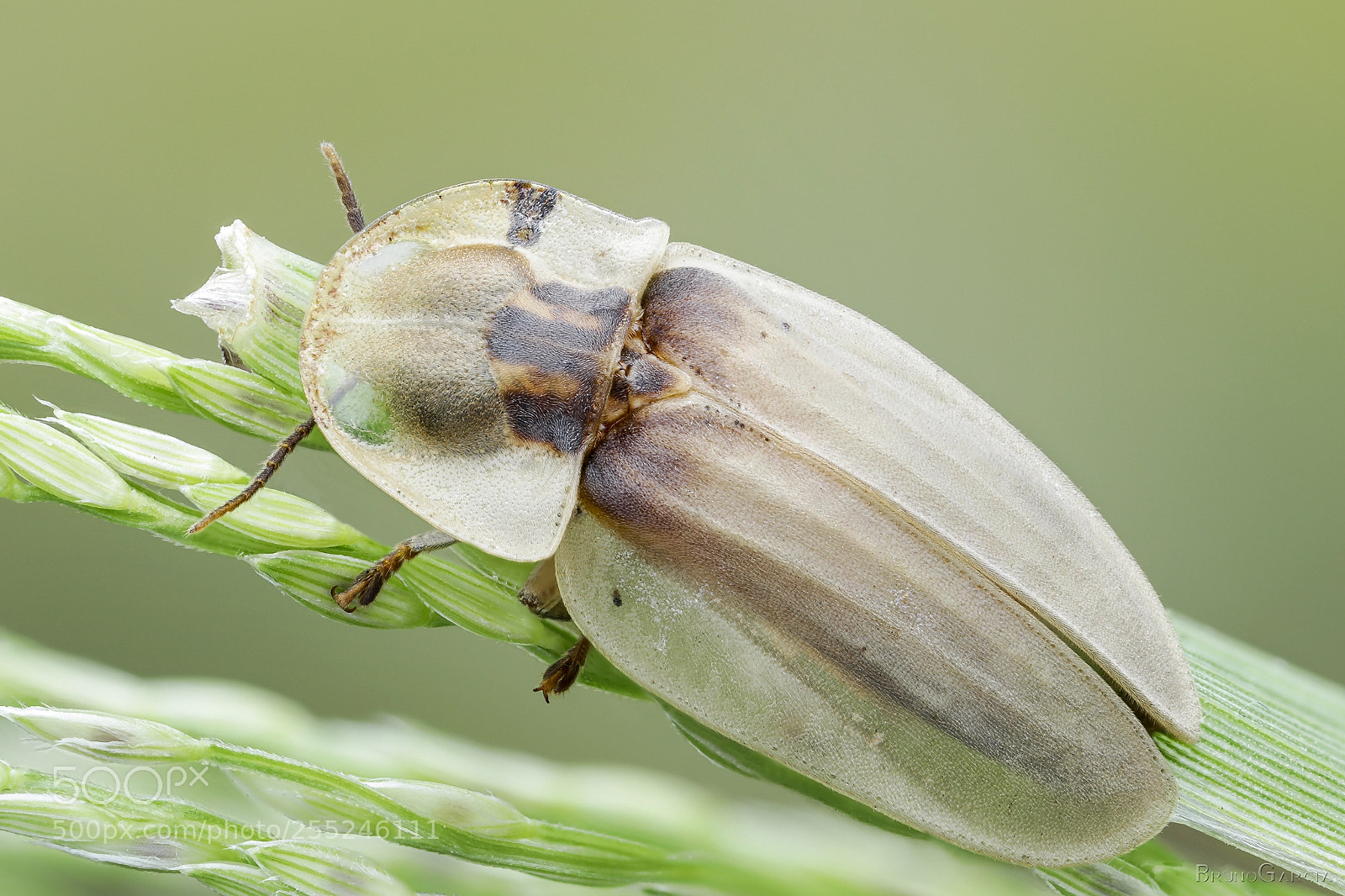 Canon EOS 80D sample photo. Lampyridae (vagalume) photography