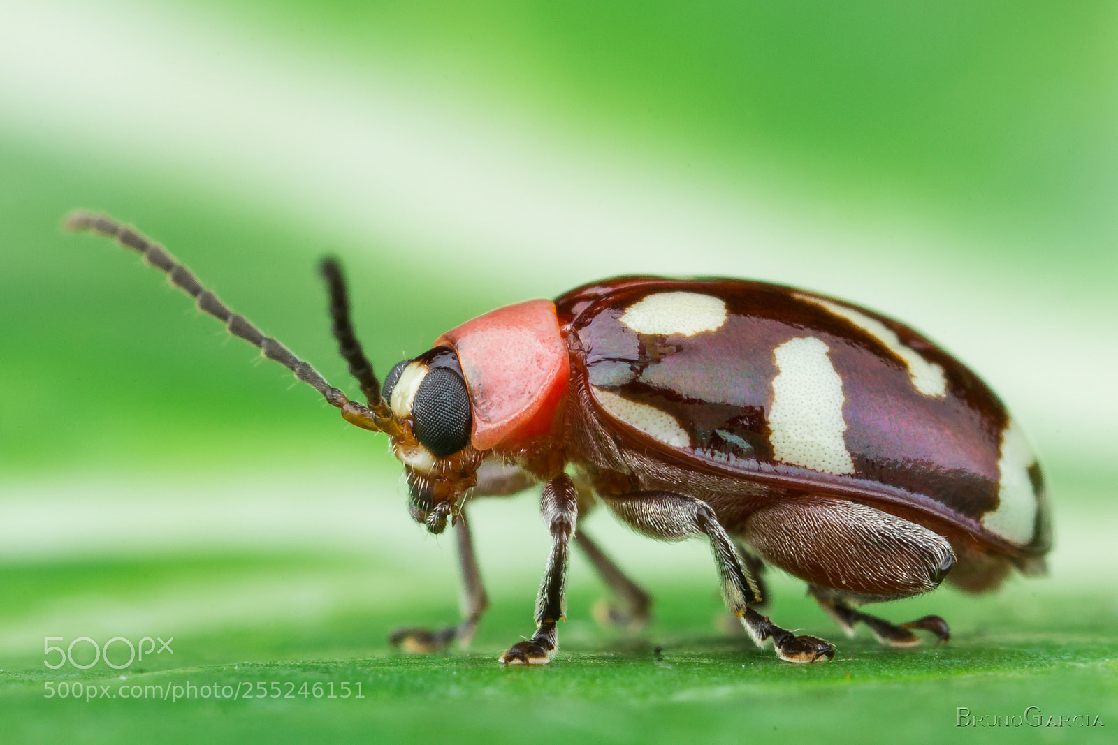 Canon EOS 600D (Rebel EOS T3i / EOS Kiss X5) sample photo. Omophoita chevrolat (chrysomelidae) photography