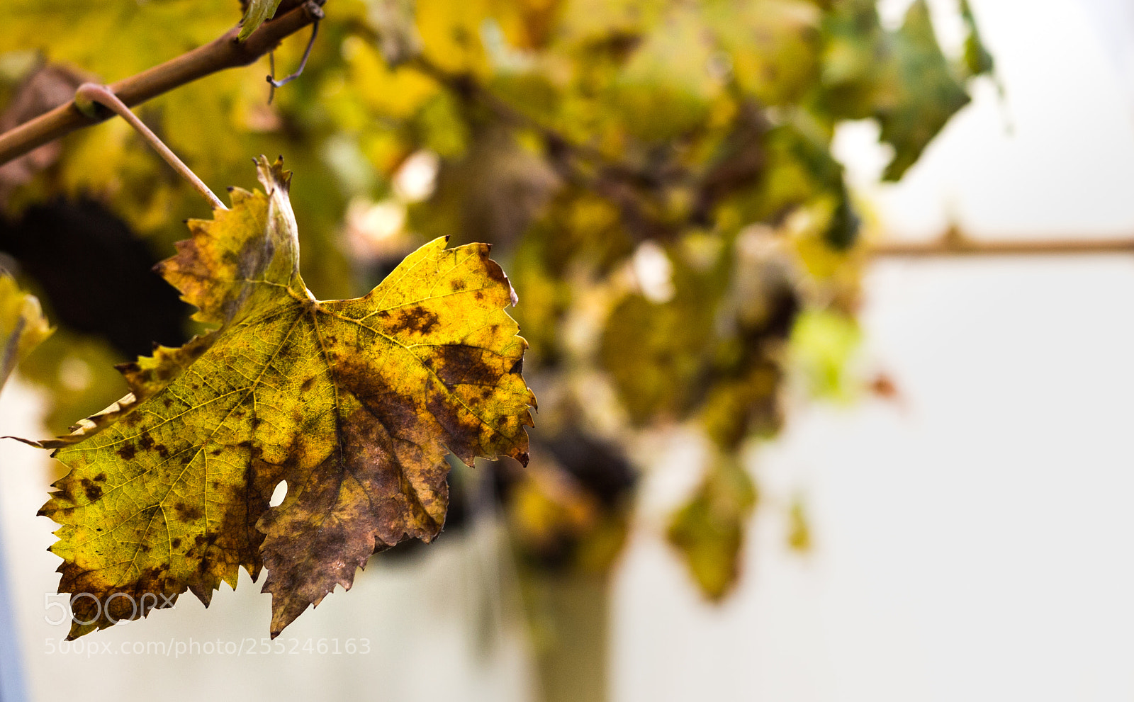 Canon EOS 700D (EOS Rebel T5i / EOS Kiss X7i) sample photo. Vine leaf in autumn photography