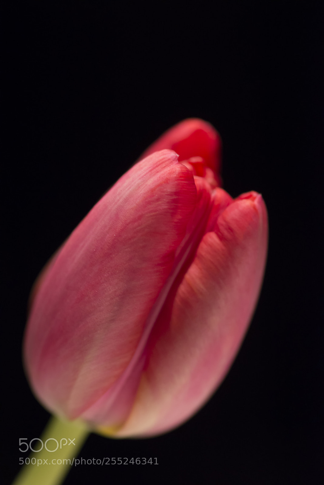 Nikon D600 sample photo. Tulip 2 photography