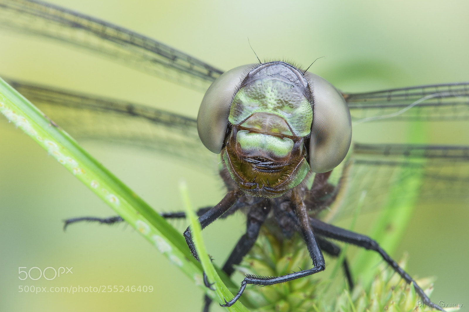 Canon EOS 600D (Rebel EOS T3i / EOS Kiss X5) sample photo. Coryphaeschna sp. (aeshnidae) photography